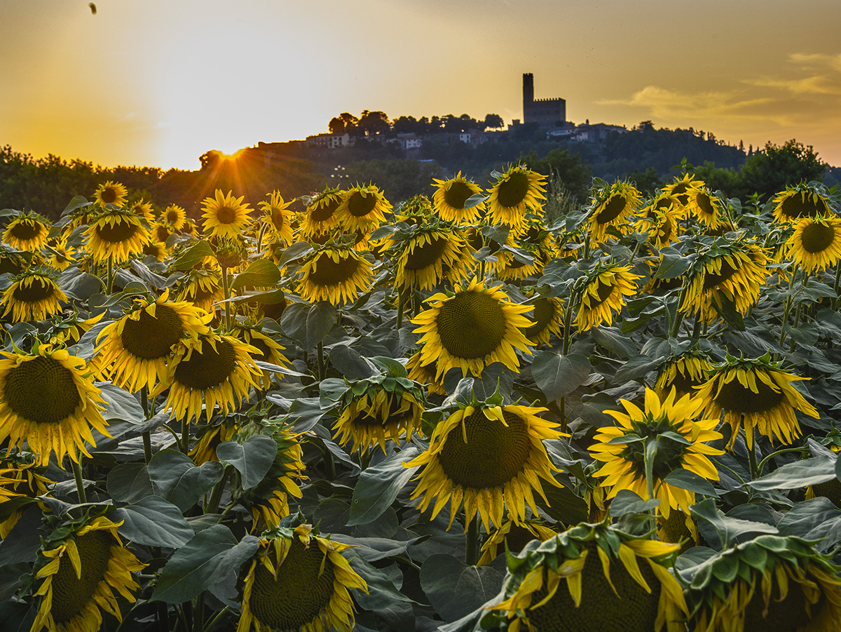 Campo di girasoli con il Castello di Poppi