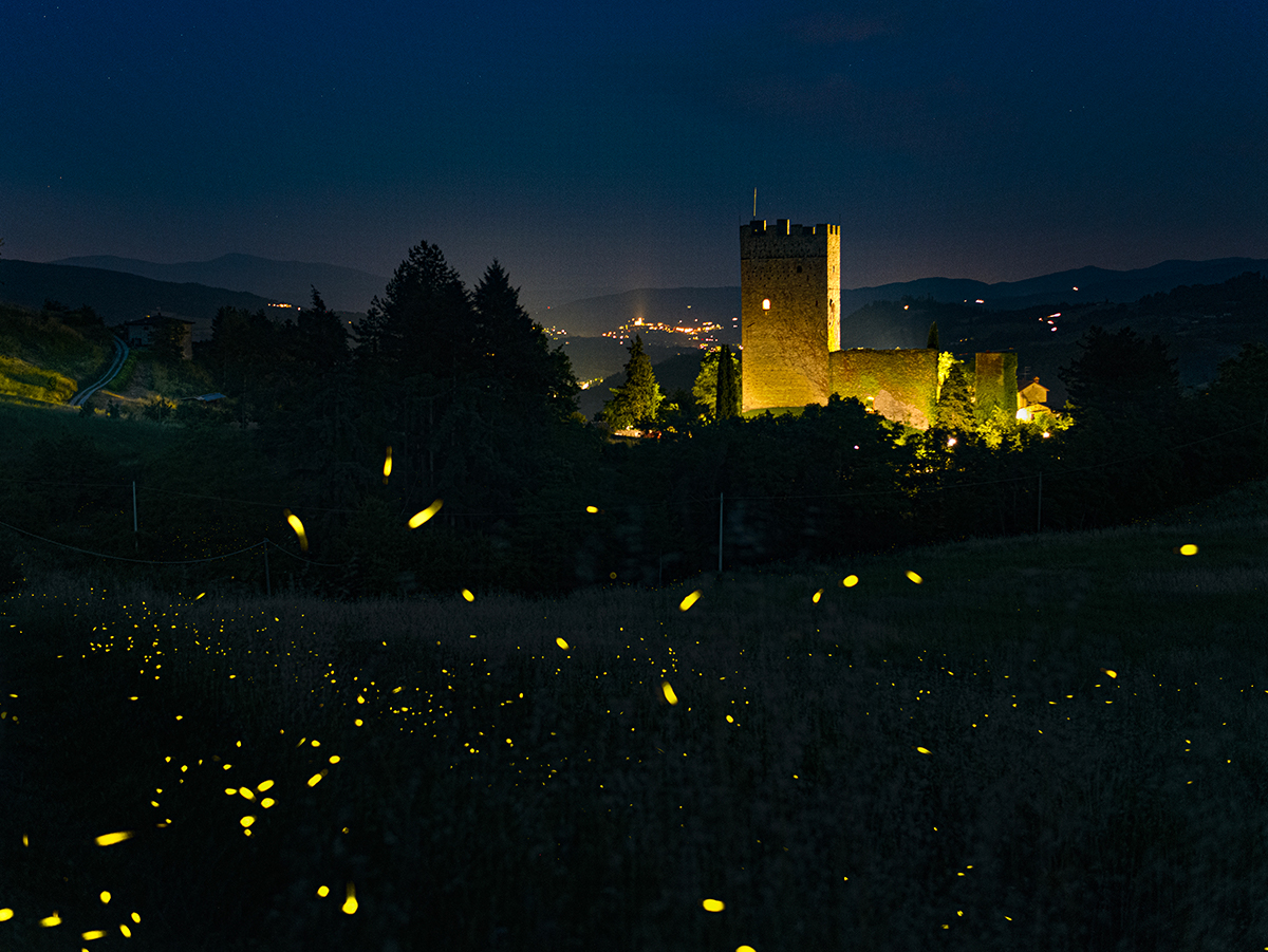 Lucciole con il Castello di Porciano