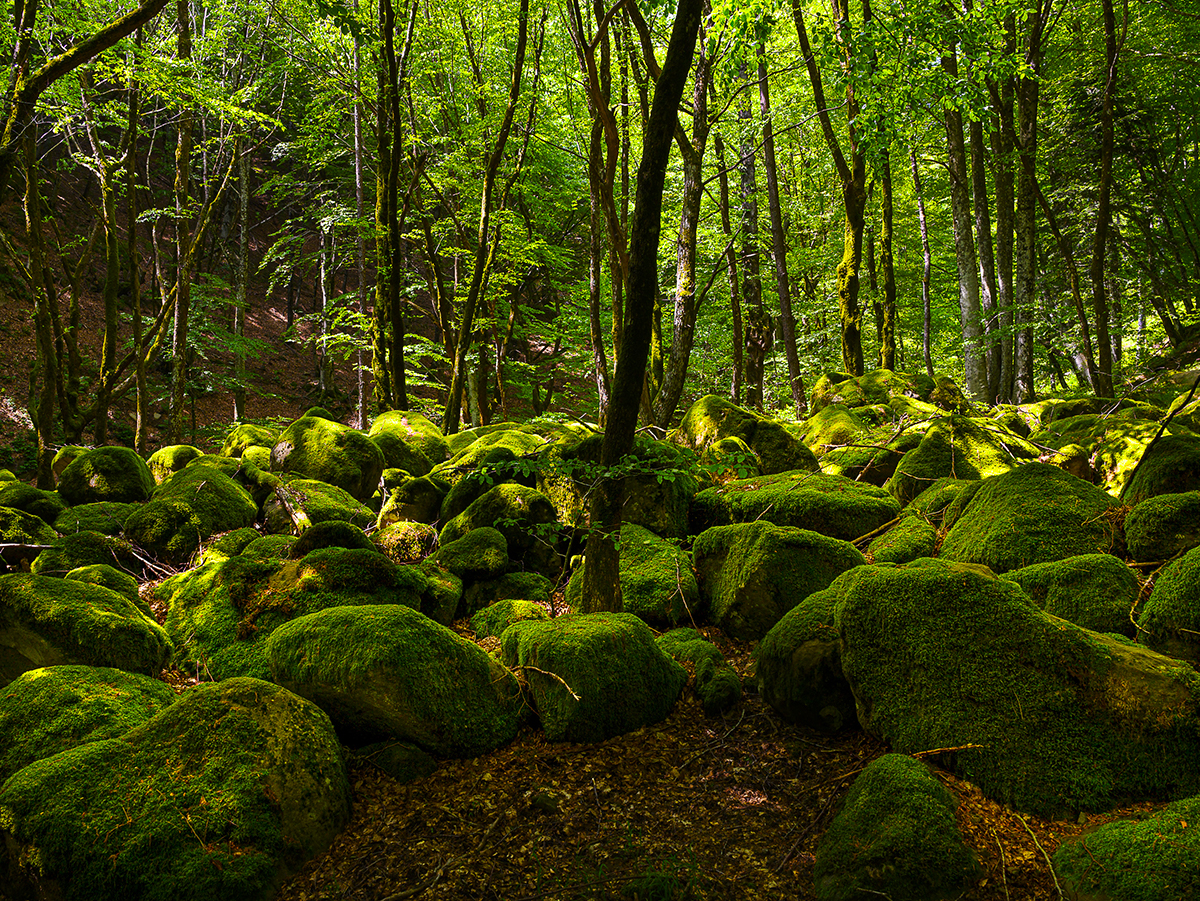 Parco delle Foreste Casentinesi (5)